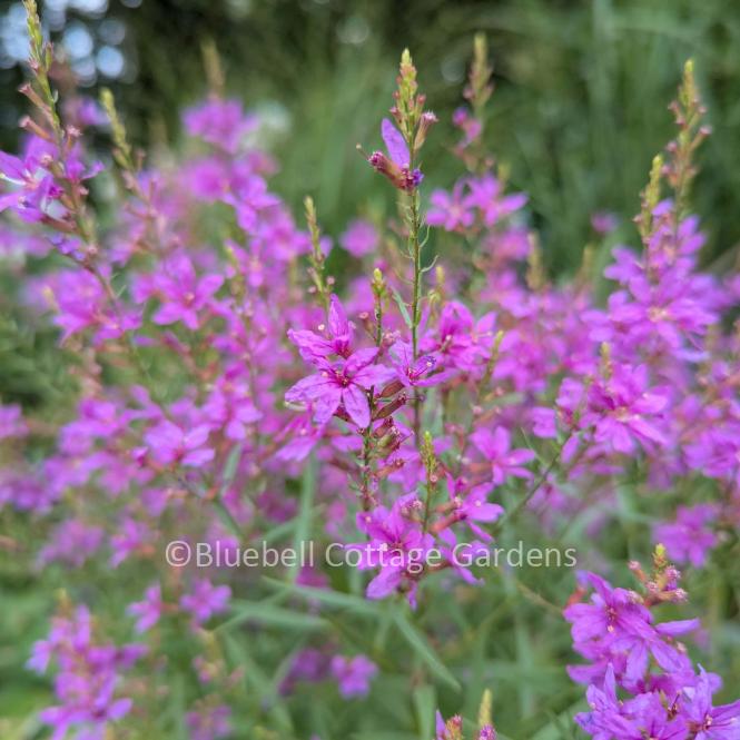 LYT148 - Lythrum salicaria 'Swirl'