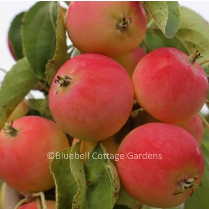 MAL107 - Malus 'Jelly King'
