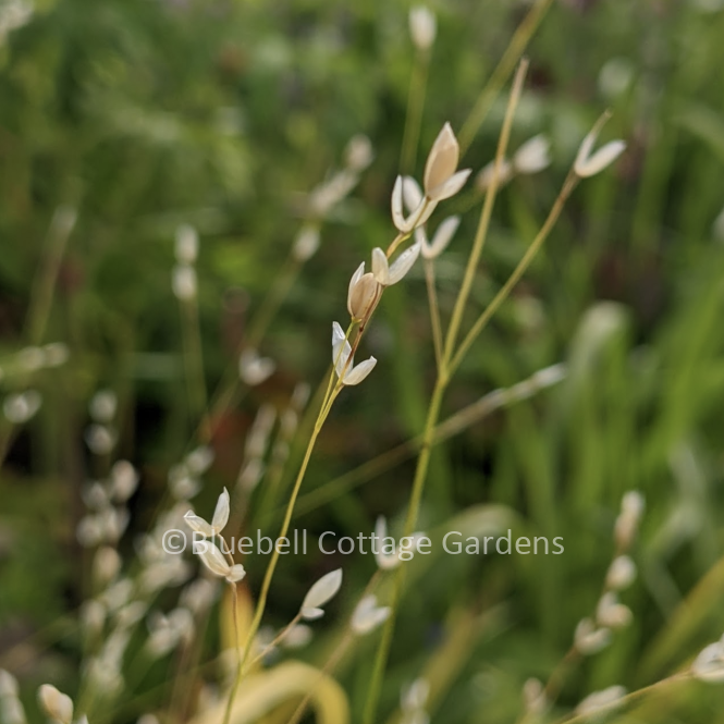 MEL510 - Melica uniflora albida