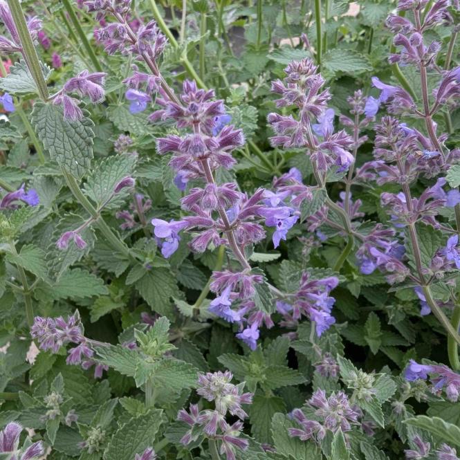 NEP240 - Nepeta 'Six Hills Giant'