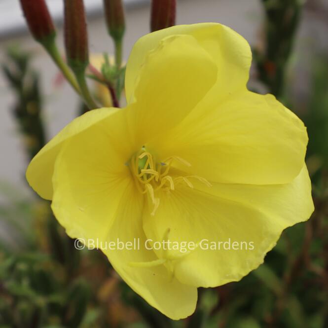 OEN205 - Oenothera biennis