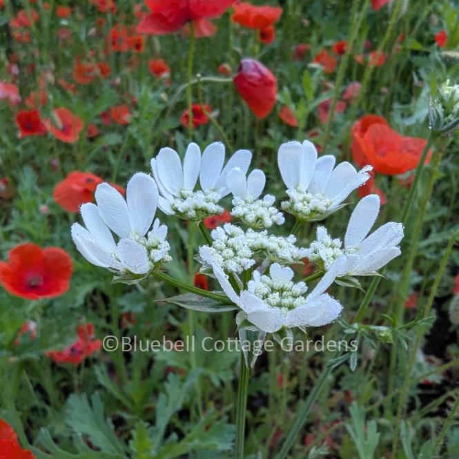 ORL100 - Orlaya grandiflora