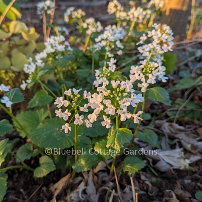 PAC100 - Pachyphragma macrophyllum