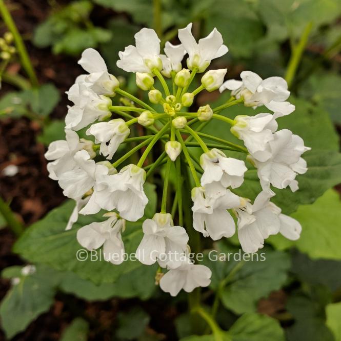 PAC100 - Pachyphragma macrophyllum