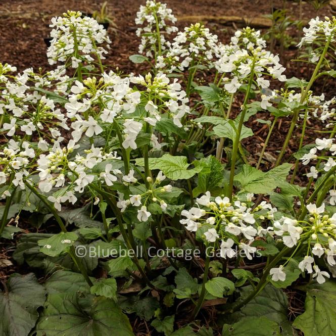 PAC100 - Pachyphragma macrophyllum