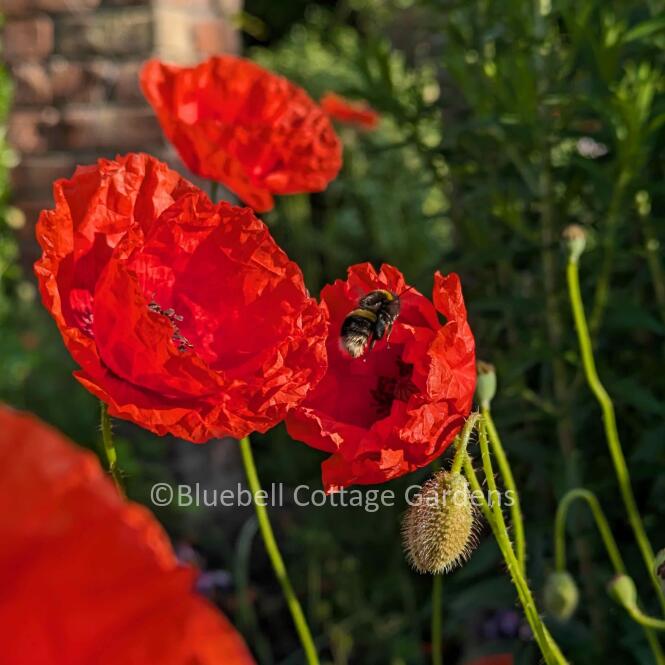 PAP500 - Papaver rhoeas