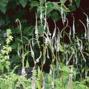 PER205 - Persicaria amplexicaulis 'Alba'