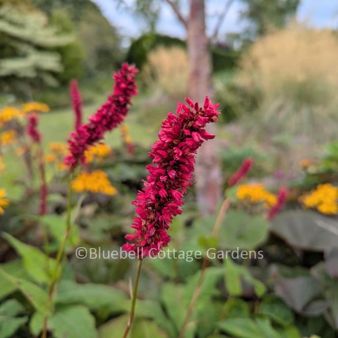 PER225 - Persicaria amplexicaulis 'Fat Domino' (PBR)