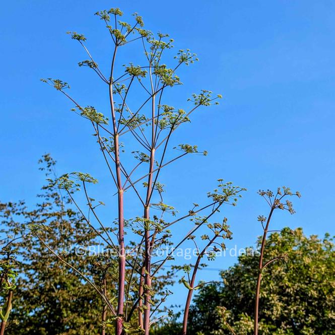 PEU110 - Peucedanum verticillare