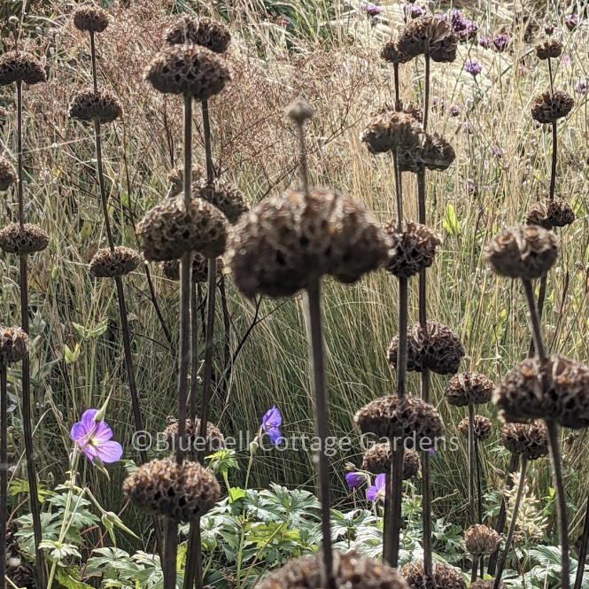 PHL120 - Phlomis russeliana