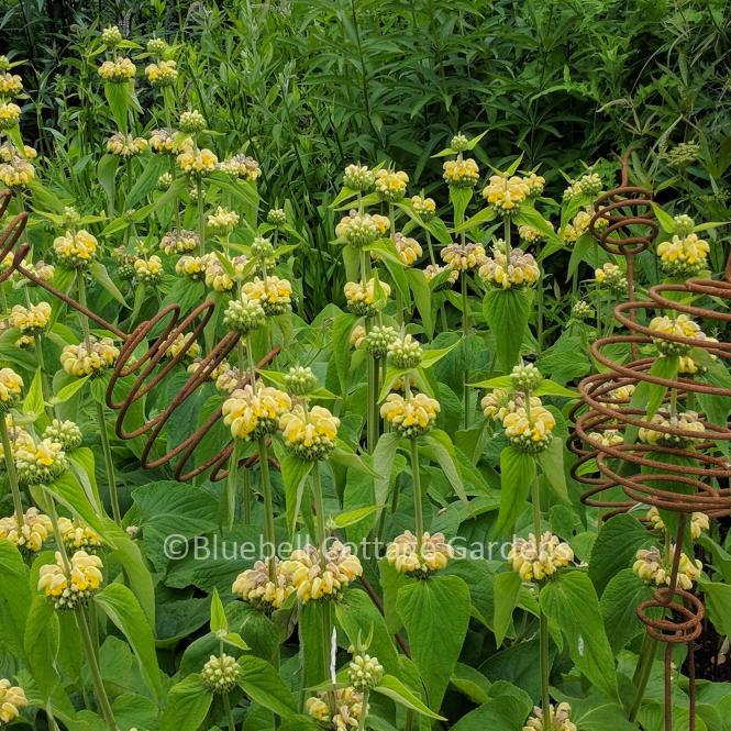 PHL120 - Phlomis russeliana