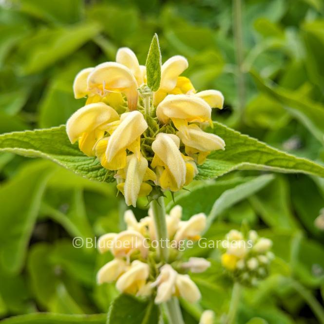 PHL120 - Phlomis russeliana