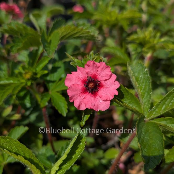 POT211 - Potentilla nepalensis 'Miss Willmott'