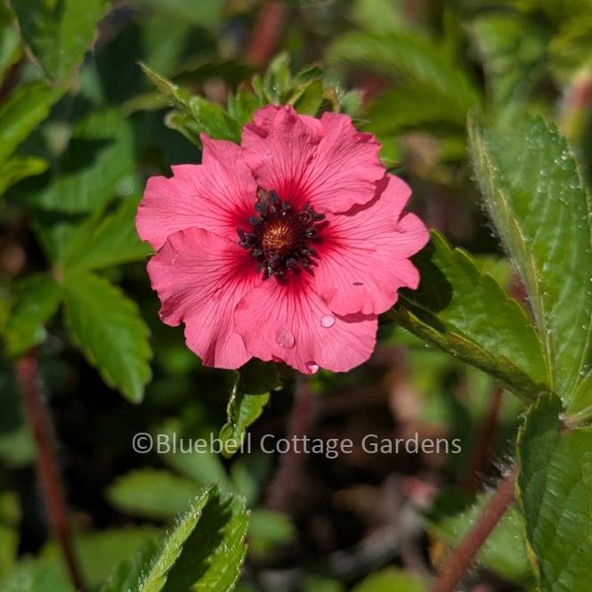 POT211 - Potentilla nepalensis 'Miss Willmott'
