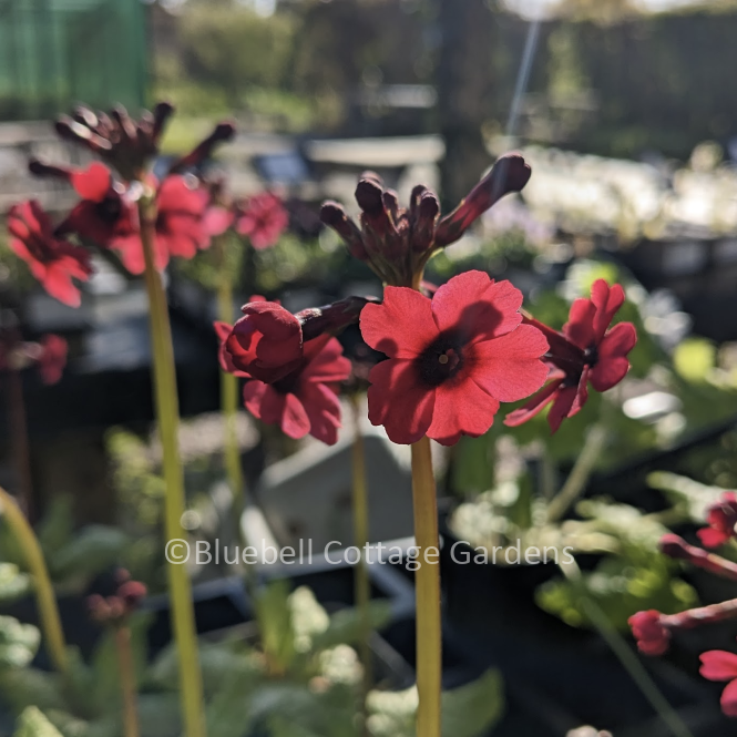 PRI175 - Primula japonica 'Miller's Crimson'