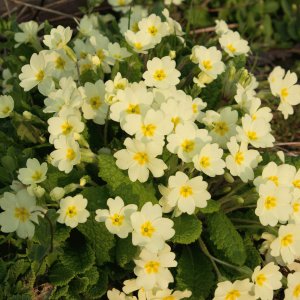 PRI200 - Primula vulgaris