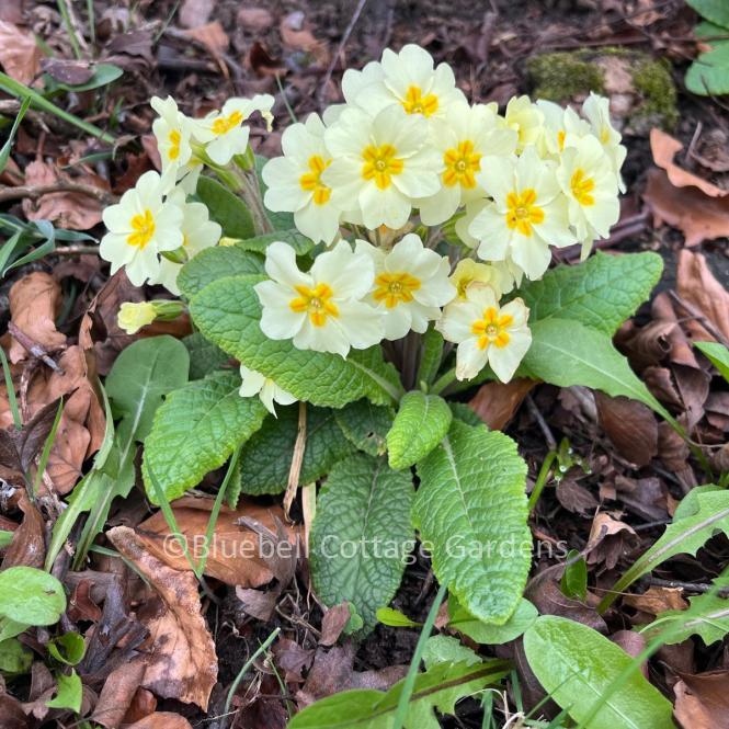 PRI200 - Primula vulgaris