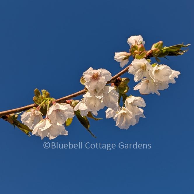 PRU120 - Prunus 'Shirotae'