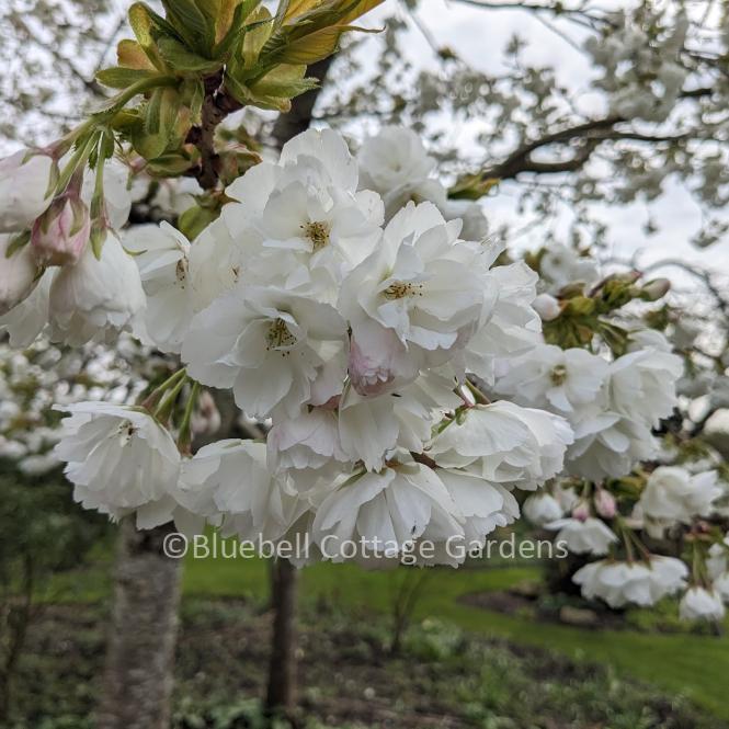 PRU120 - Prunus 'Shirotae'