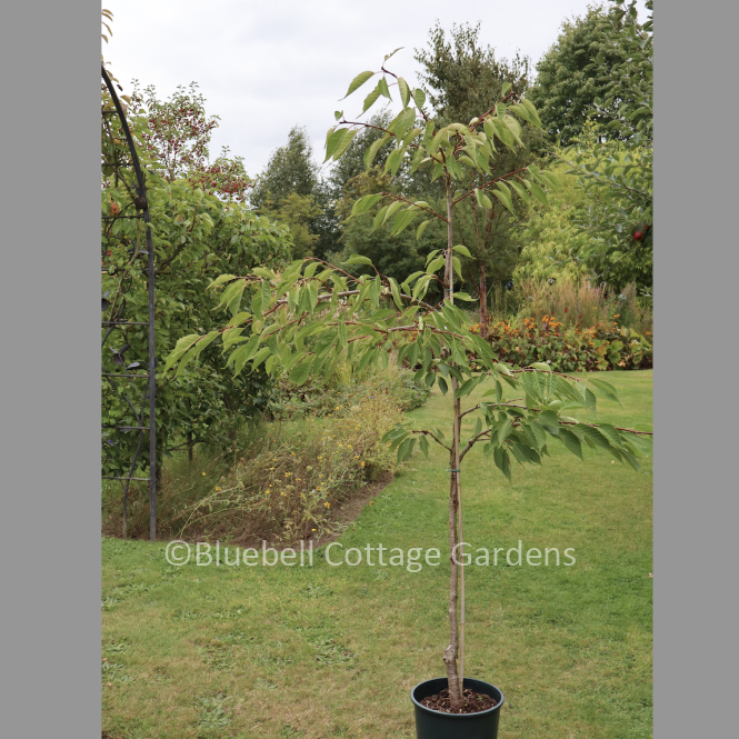 PRU120 - Prunus 'Shirotae'