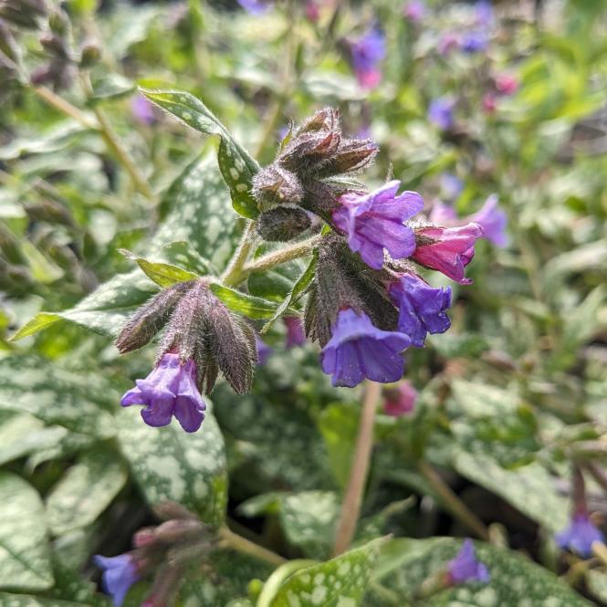 PUL297 - Pulmonaria 'Trevi Fountain'