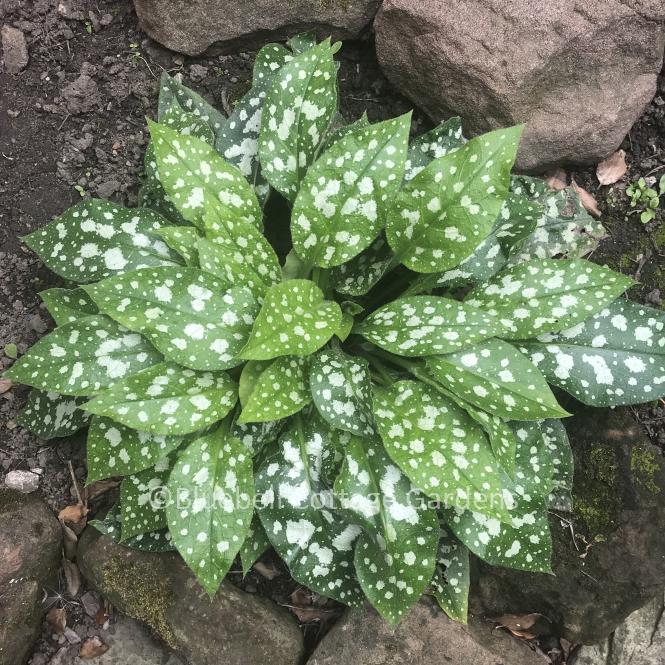 PUL297 - Pulmonaria 'Trevi Fountain'
