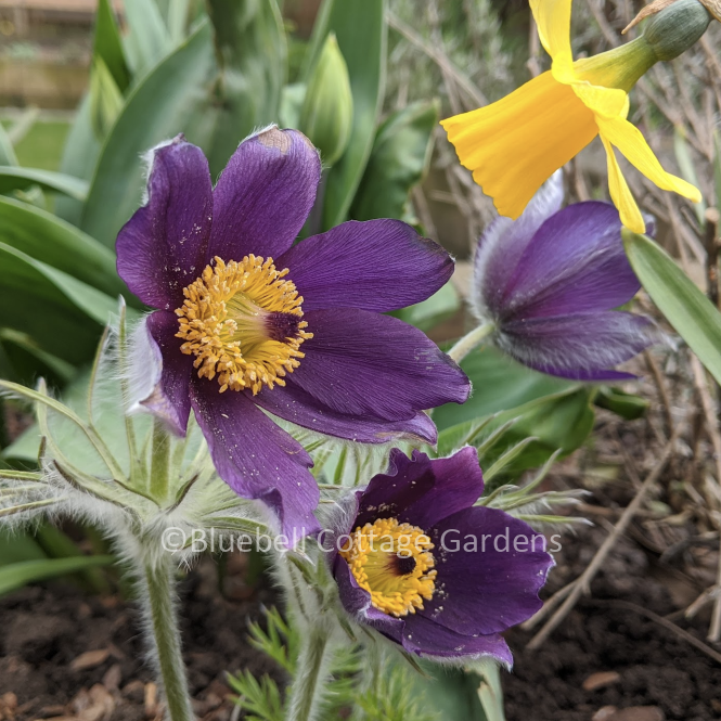 PUL300 - Pulsatilla vulgaris