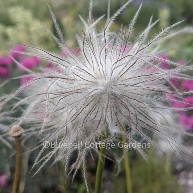 PUL300 - Pulsatilla vulgaris