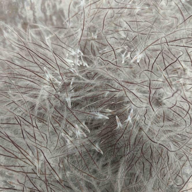 PUL300 - Pulsatilla vulgaris