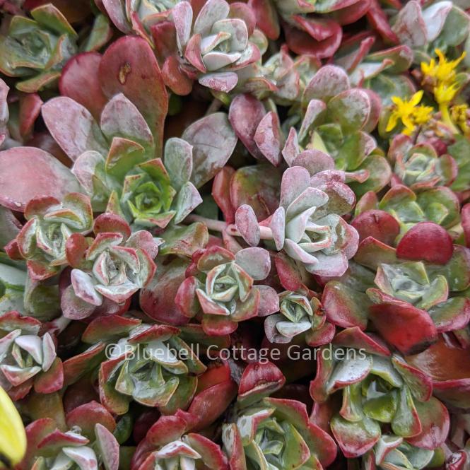 SED255 - Sedum spathulifolium 'Purpureum'