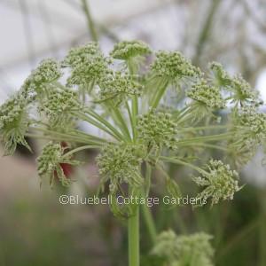 SEL100 - Selinum wallichianum
