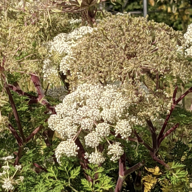 SEL100 - Selinum wallichianum