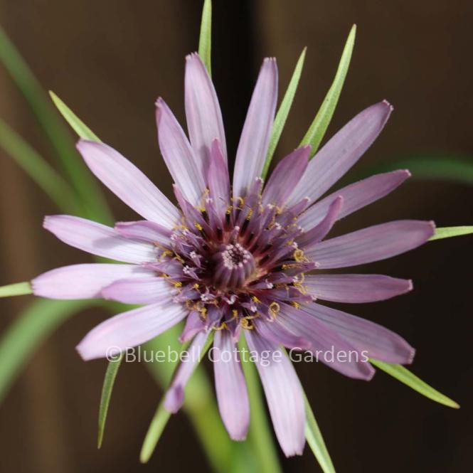 TRA100 - Tragopogon porrifolius (Purple salsify)