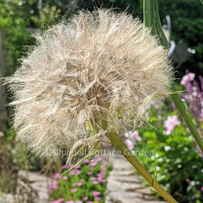 TRA100 - Tragopogon porrifolius (Purple salsify)