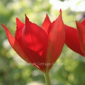 TUL181 - Tulipa sprengeri