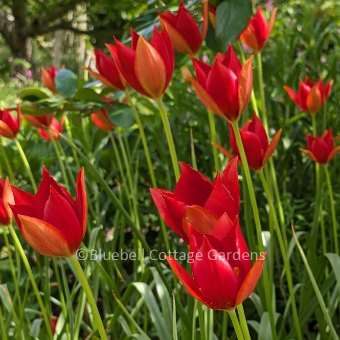 TUL181 - Tulipa sprengeri