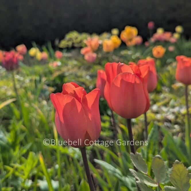 TUL460 - Tulip 'Avignon'