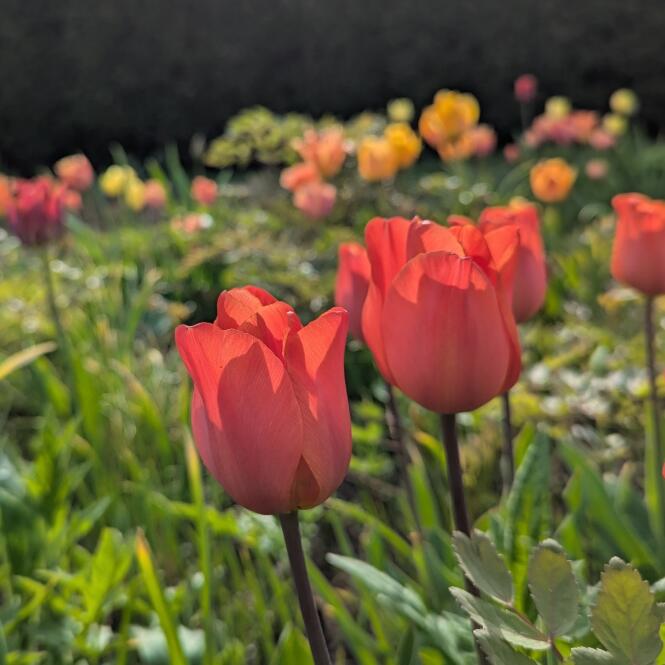 TUL460 - Tulip 'Avignon'