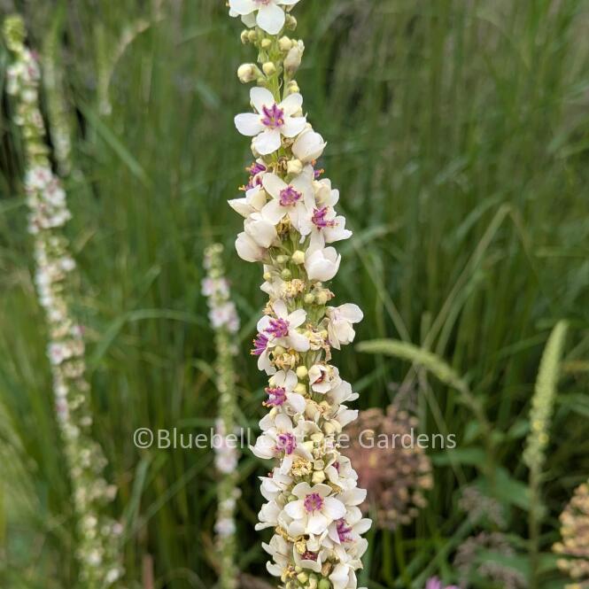 VER118 - Verbascum chaixii 'Album'