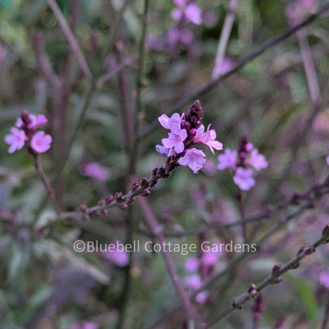 VER125 - Verbena officinalis 'Bampton'