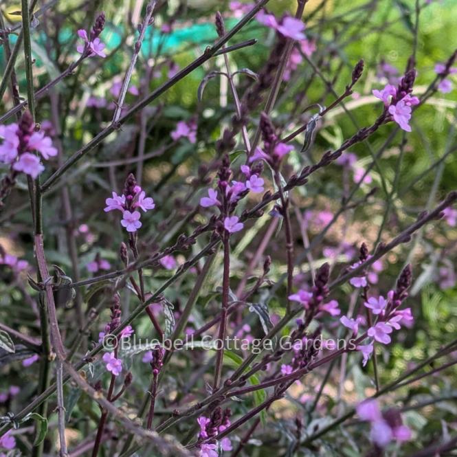VER125 - Verbena officinalis 'Bampton'