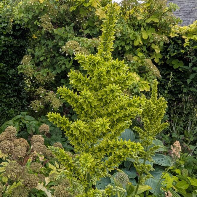 VER201 - Veratrum album var. flavum