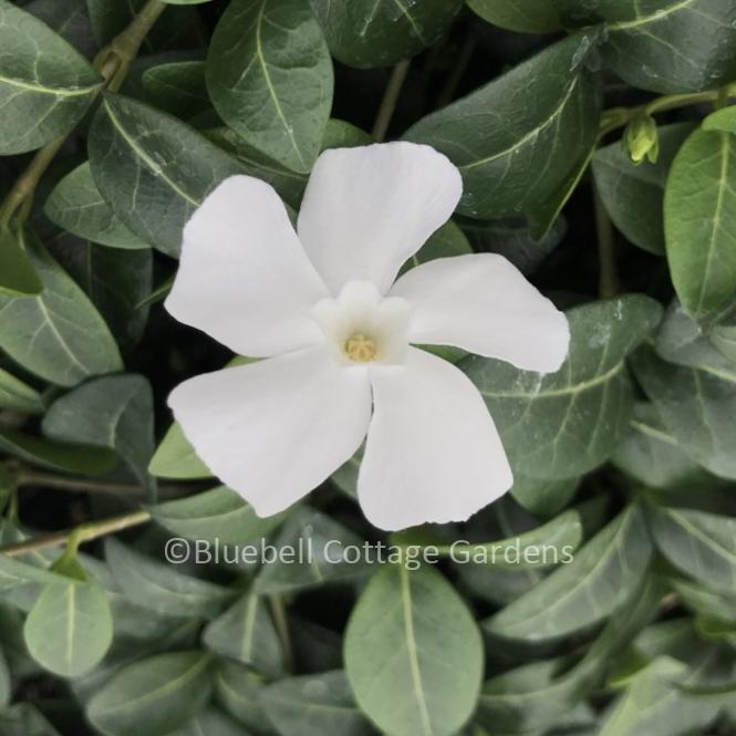 VIN167 - Vinca minor f. alba