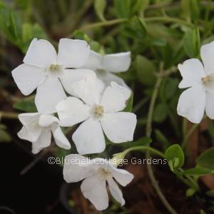 VIN168 - Vinca minor f. alba 'Gertrude Jekyll'
