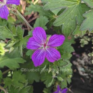 Geranium 'Lakwijk Star'