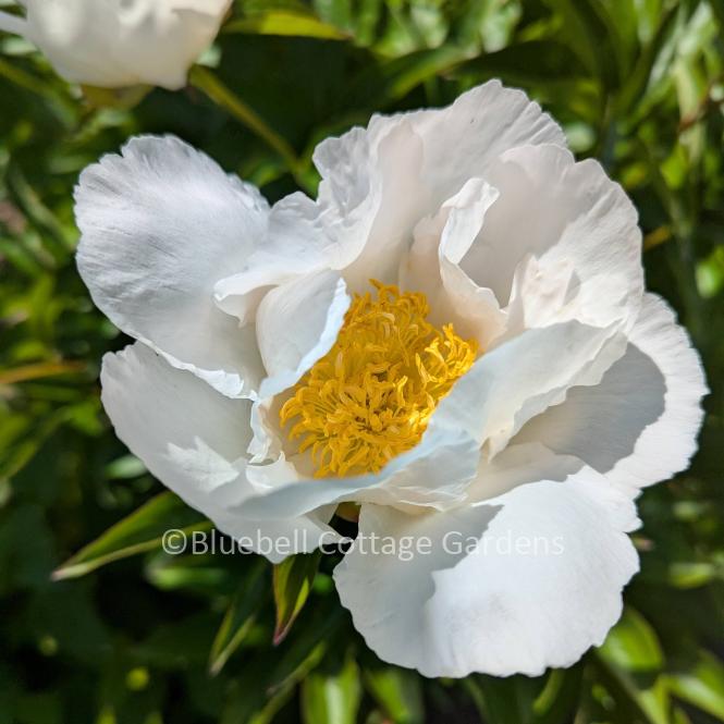 sWAhoJS0MrO0G7czUp1mmRSFCSydHG