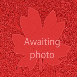 Papaver orientale Red (Oriental poppy)