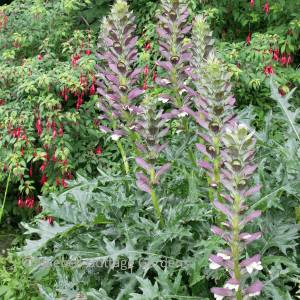 Acanthus hungaricus (Long-leaved bear's breeches)