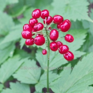 Actaea rubra (Red baneberry)