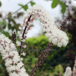 Actaea simplex 'Brunette' (Baneberry 'Brunette' (Previously known as Cimicifuga))